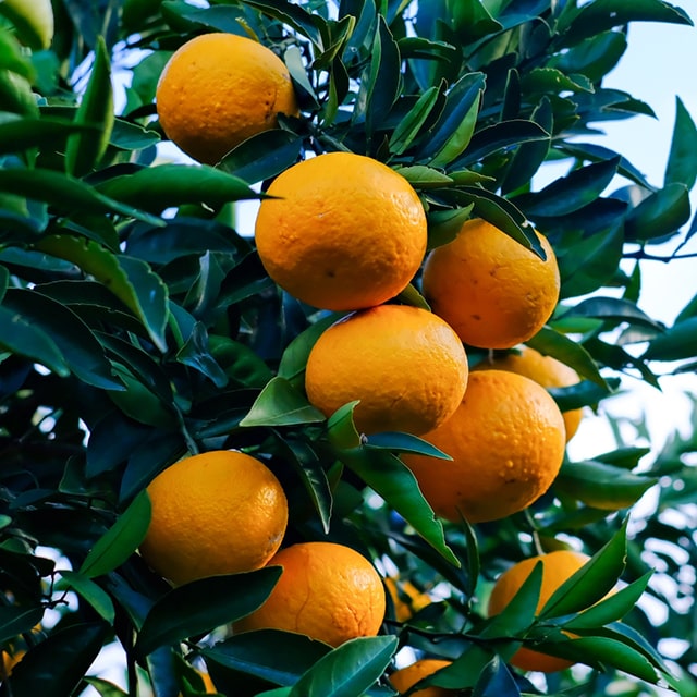 ポンカン 苗」の人気商品一覧 | 安い商品を通販サイトから探す - 価格.com