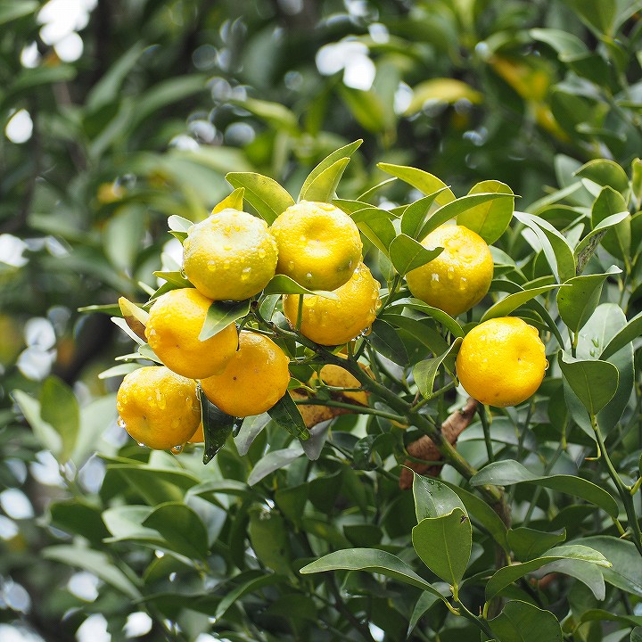 楽天市場】◇送料無料◇ □優良2年生大苗□ みかん 苗木 【 橘