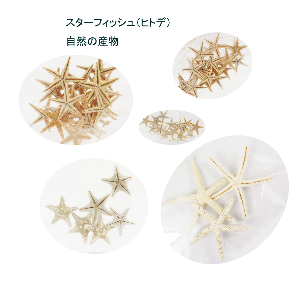 楽天市場】貝殻【スターフィッシュ（ヒトデ）】 ミニ貝殻 パーツ