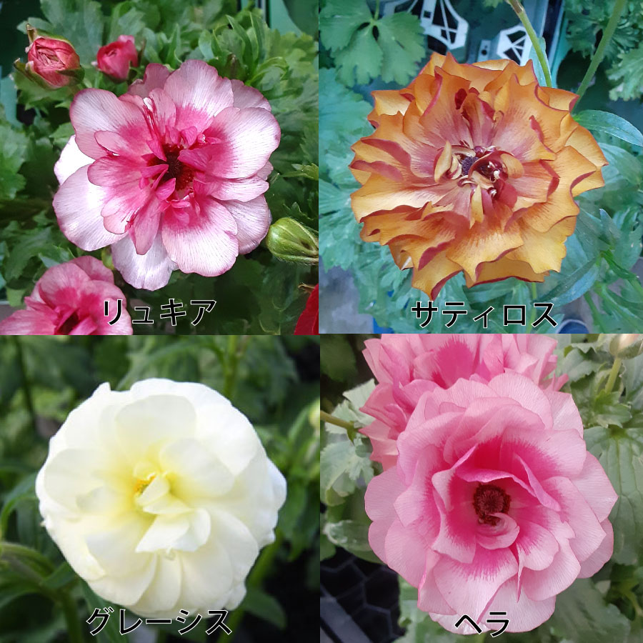 楽天市場】ラナンキュラス ラックス おまかせ4鉢セット 4.5号鉢 今期