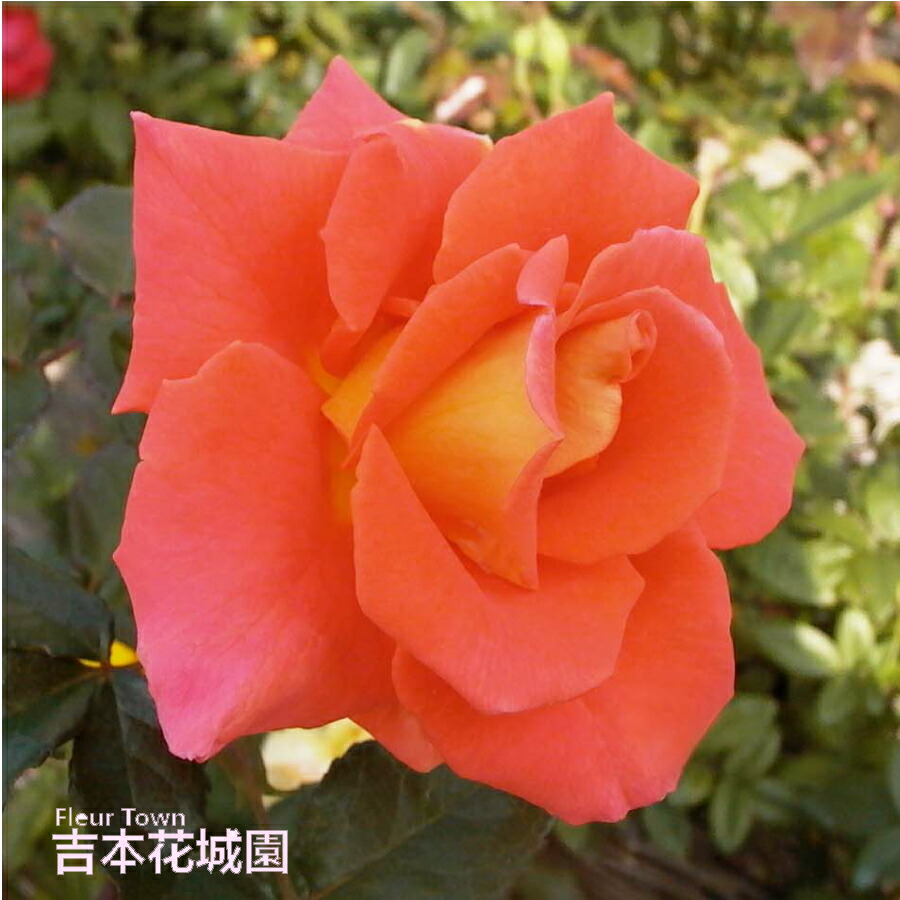 楽天市場】バラ苗 モニカ ハイブリッドティー ローズ 橙系 2年生 大苗