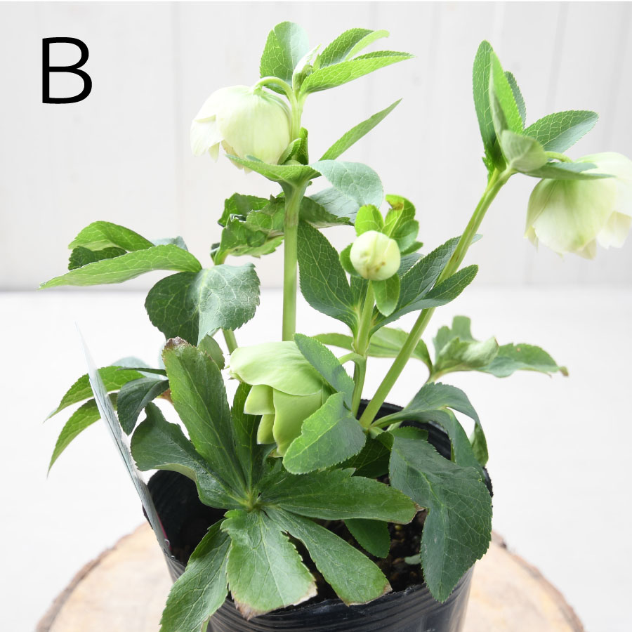 楽天市場】フレグランス クリスマスローズ 芳香性 【現品販売】 曽田