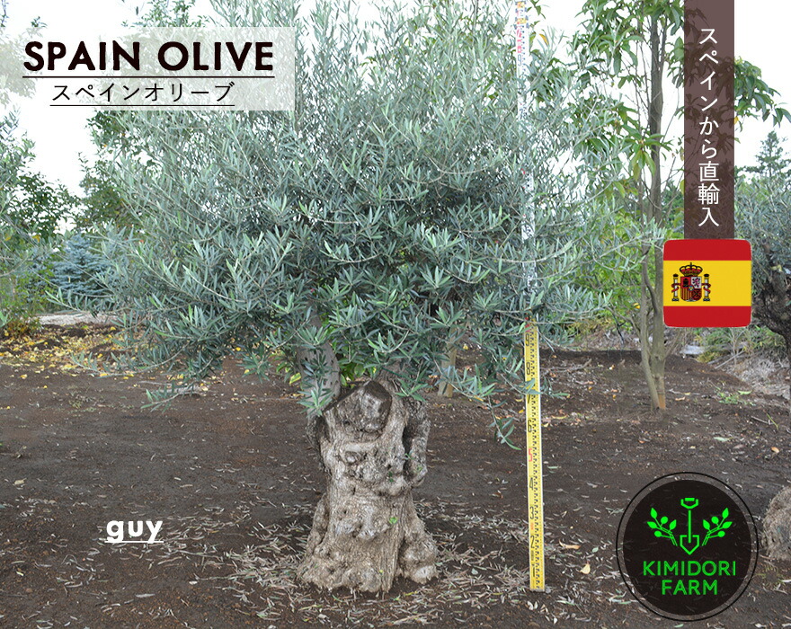 楽天市場】スペインオリーブ 古木 GUY シンボルツリー オリーブの木 約
