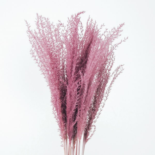 楽天市場】ドライフラワー 花材 即日出荷 【50%OFF】 期間限定特価