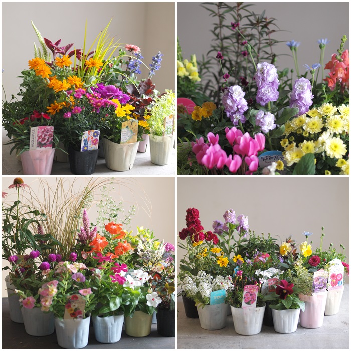 楽天市場】＼☆楽天高レビュー☆／ プレミアム花苗セット 苗セット