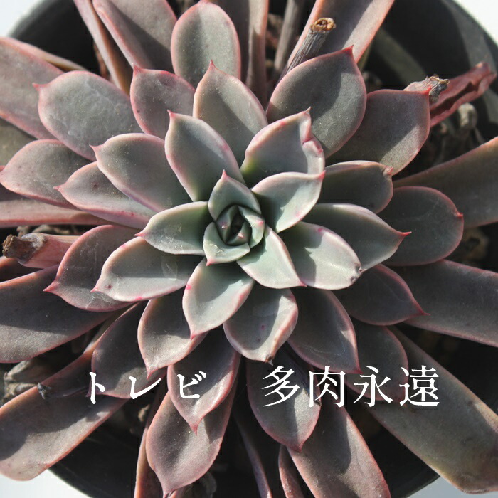 楽天市場】トレビ エケベリア Mサイズ6cmポット 韓国苗 Echeveria