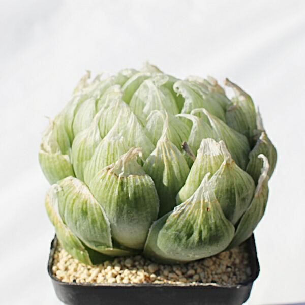 楽天市場】ロックウッディー ハオルチア 3号ポット Haworthia