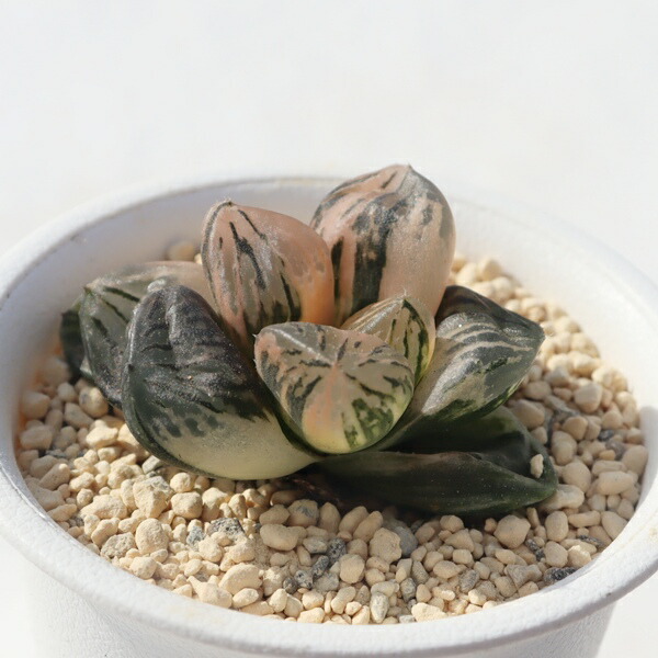 楽天市場】玉潭寿錦 ハオルチア haworthia 'jyukonishiki' 多肉植物