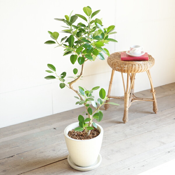 楽天市場】フランスゴム S字仕立て フランスゴムの木 ループ樹形 観葉