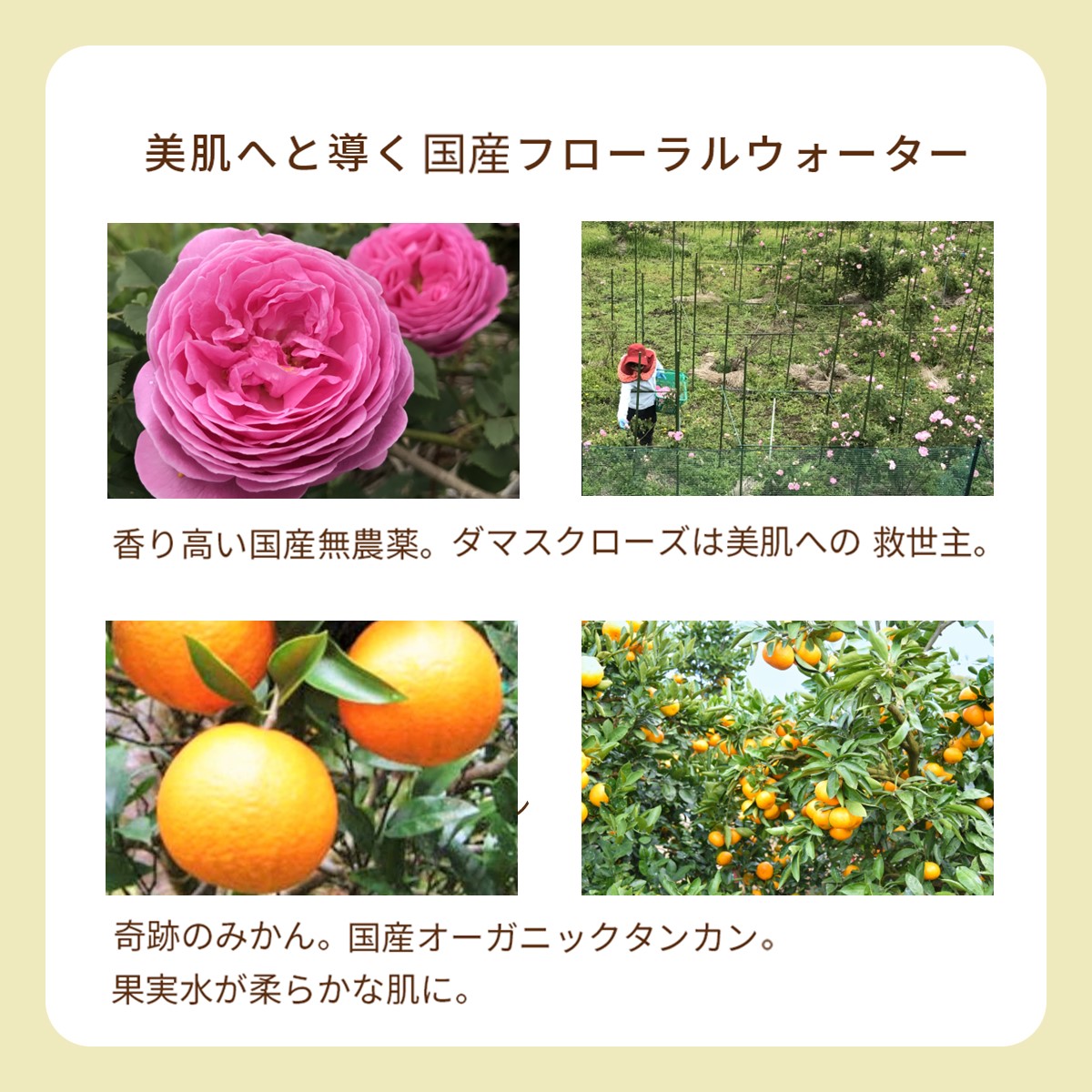 楽天市場】【楽天1位】【オーガニック ミスト 化粧水 ローズ の香り