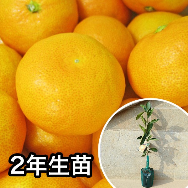 楽天市場】田口早生みかん 3年の通販