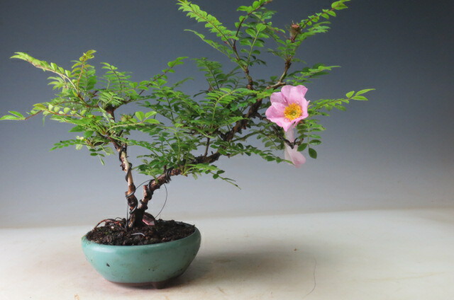 楽天市場】盆栽 箱根サンショウバラ 【北海道・沖縄・離島発送不可