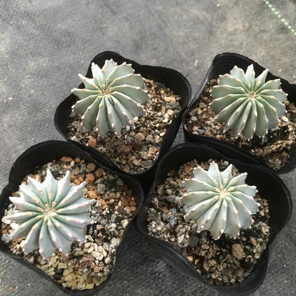 楽天市場】サボテン：ゲオヒントニア メキシカーナ 実生*3cm : 遊恵