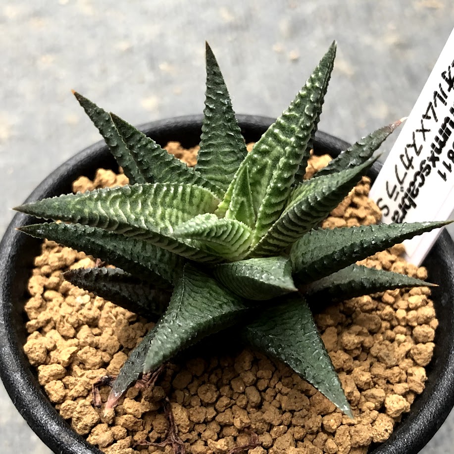 楽天市場】多肉植物：ハオルチア コエルマニオルム×スカブラ*S 幅7cm