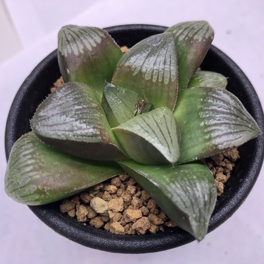 楽天市場】多肉植物：ハオルチア マトリクス*S 幅7cm : 遊恵盆栽