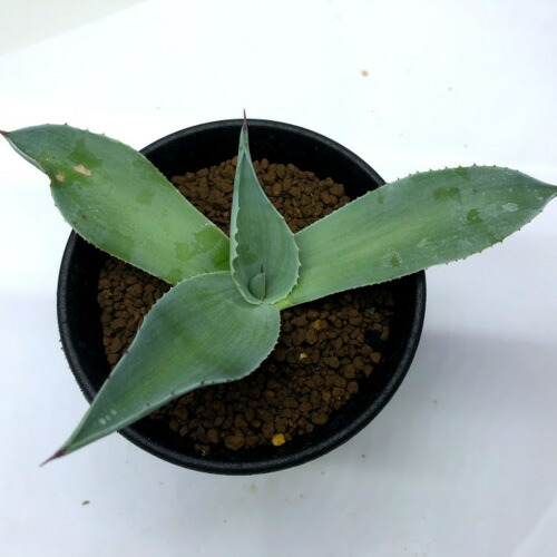 楽天市場】多肉植物：アガベ オバティフォリア 'フロスティブルー'*幅