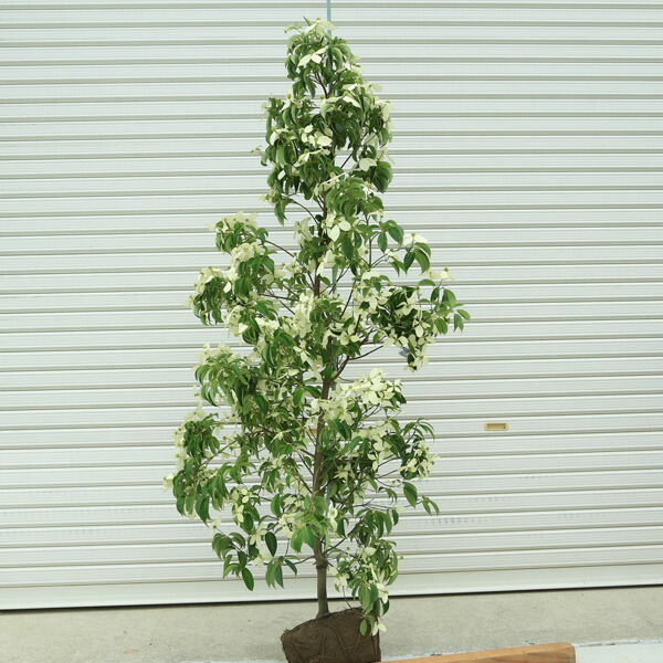 常緑ヤマボウシ ホンコンエンシス」の人気商品一覧 | 安い商品を通販