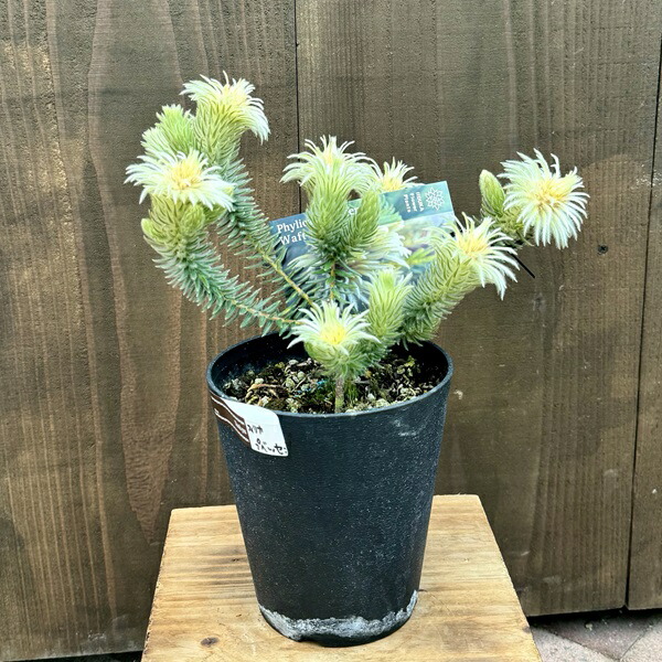 楽天市場】鉢花 観葉植物：フィリカ プベッセンス ワフトフェザー*5号