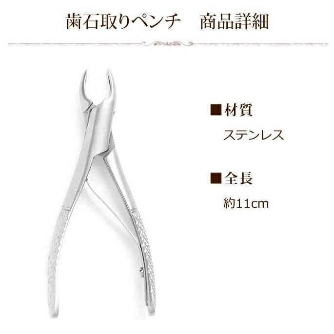 楽天市場】愛犬・愛猫用 歯石取り ペンチ 犬 歯石 デンタルケア ホーム