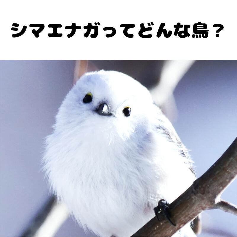 楽天市場】北海道 シマエナガ キーホルダー キュートマスコット3個