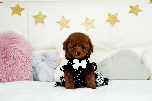 濃いレッドの可愛い女の子＊3419 | トイプードル専門店｜フェアリス