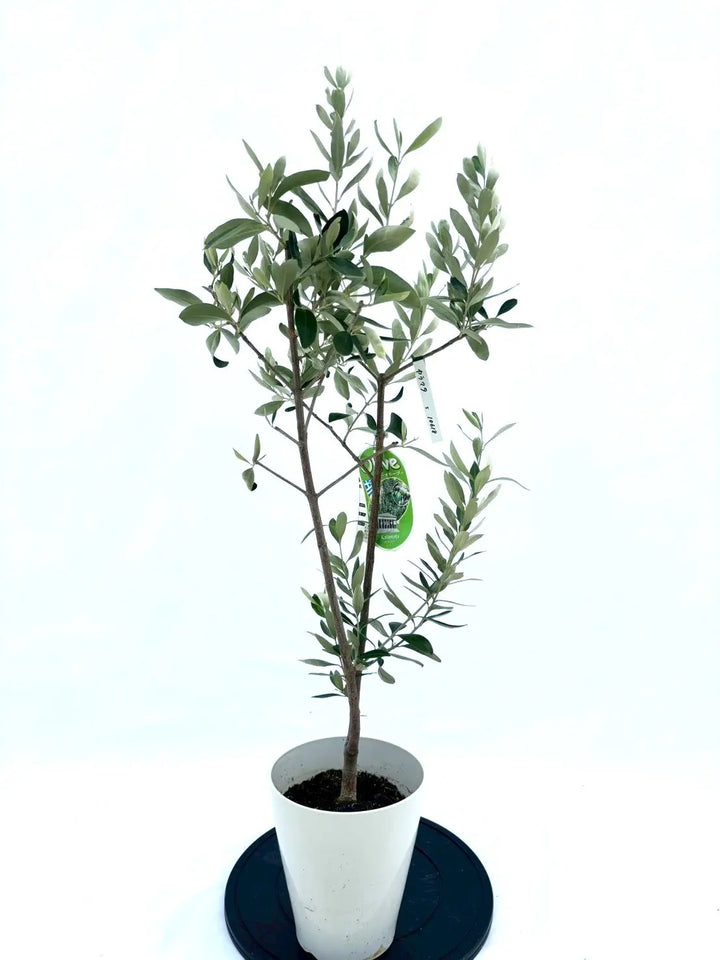 10618-2_720x.jpg?v=1758298711