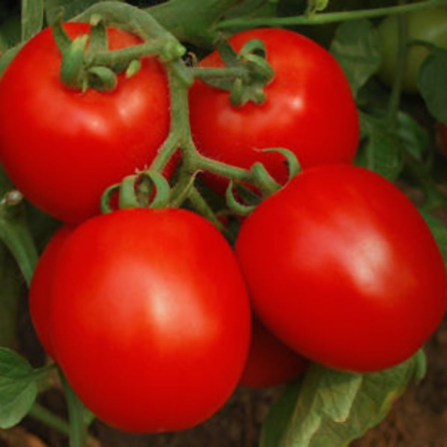 Tomato Seeds F-1 Hybrid US-999 (Determinate) – Urja Seeds