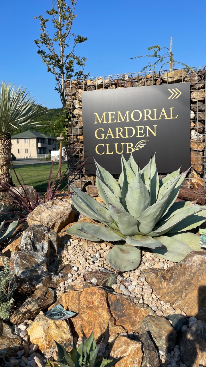 アガベ オバティフォリア アイスハート 大株 | 通販商品 | メモリアル