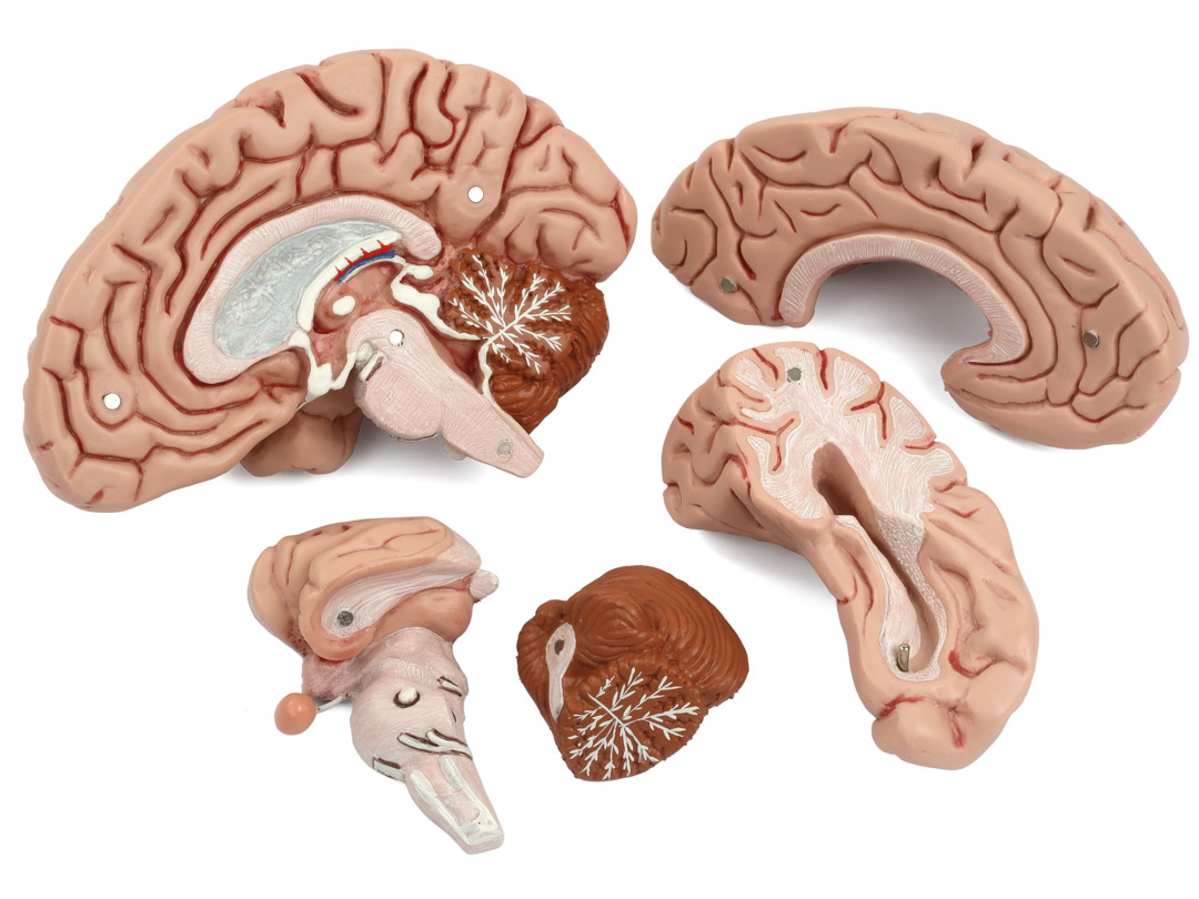 脳，5分解モデル | 日本スリービー・サイエンティフィック