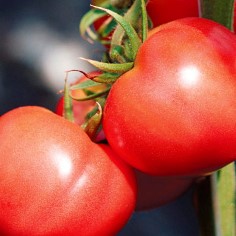 トマト 菜園編 - 園芸特集 - 株式会社 東 商