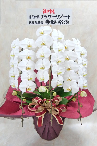 2026年お祝い花特集～就任・開店・移転・公演～ ｜ お花ドットコム