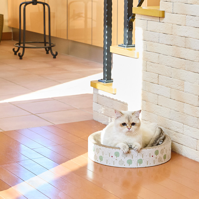 猫のツメトギ ねこまるまる ボンビアルコン 可愛い 爪とぎ ベッド ( 猫