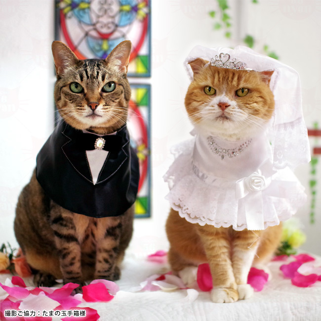 ワンタッチコーデシリーズ ウエディング気分 タキシード ゴロにゃん