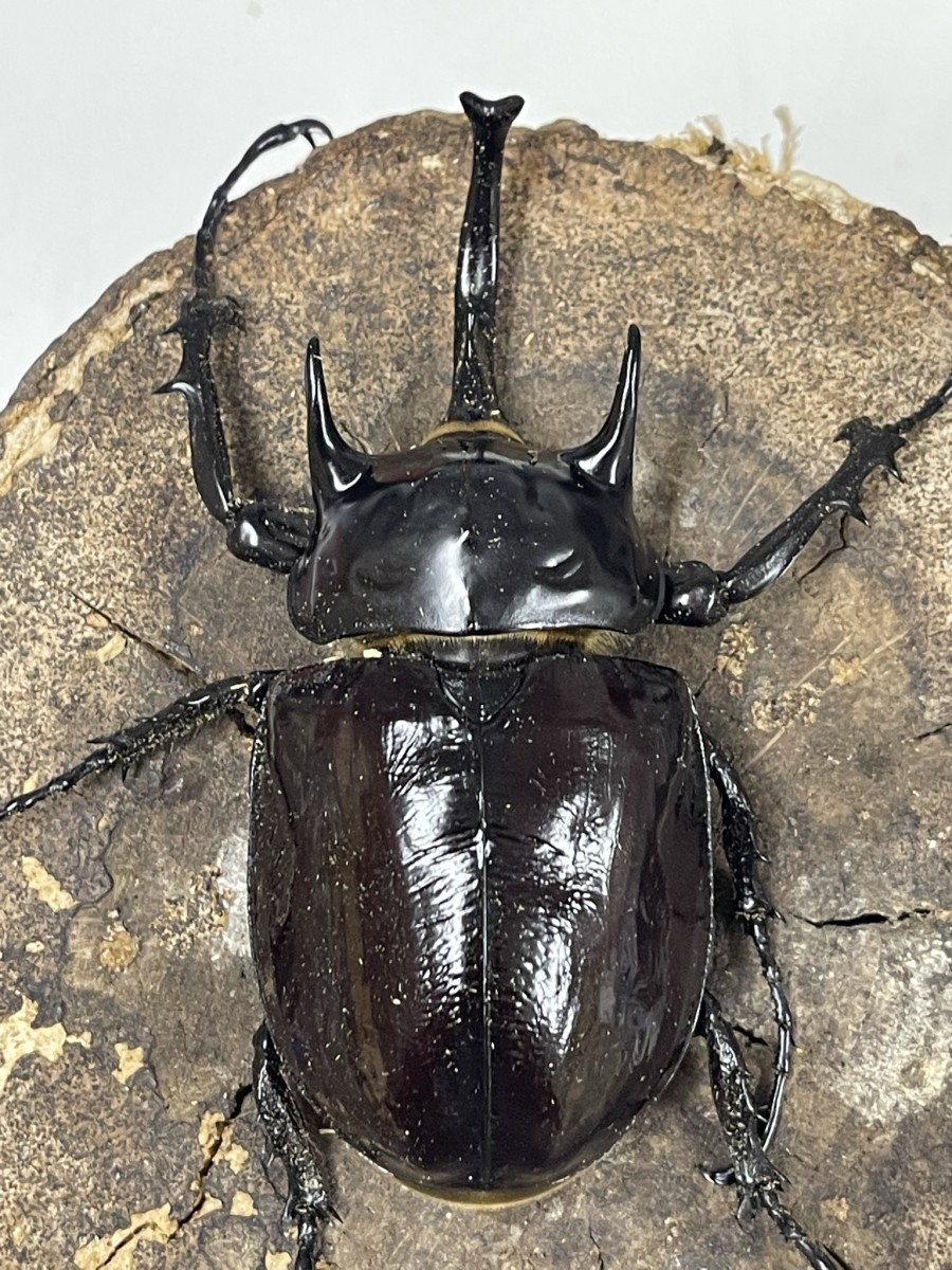 マルスゾウカブト 2齢ペア幼虫 - クワガタ横丁