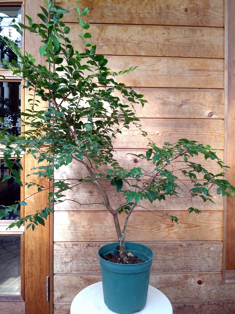 ジャボチカバ苗販売ページ