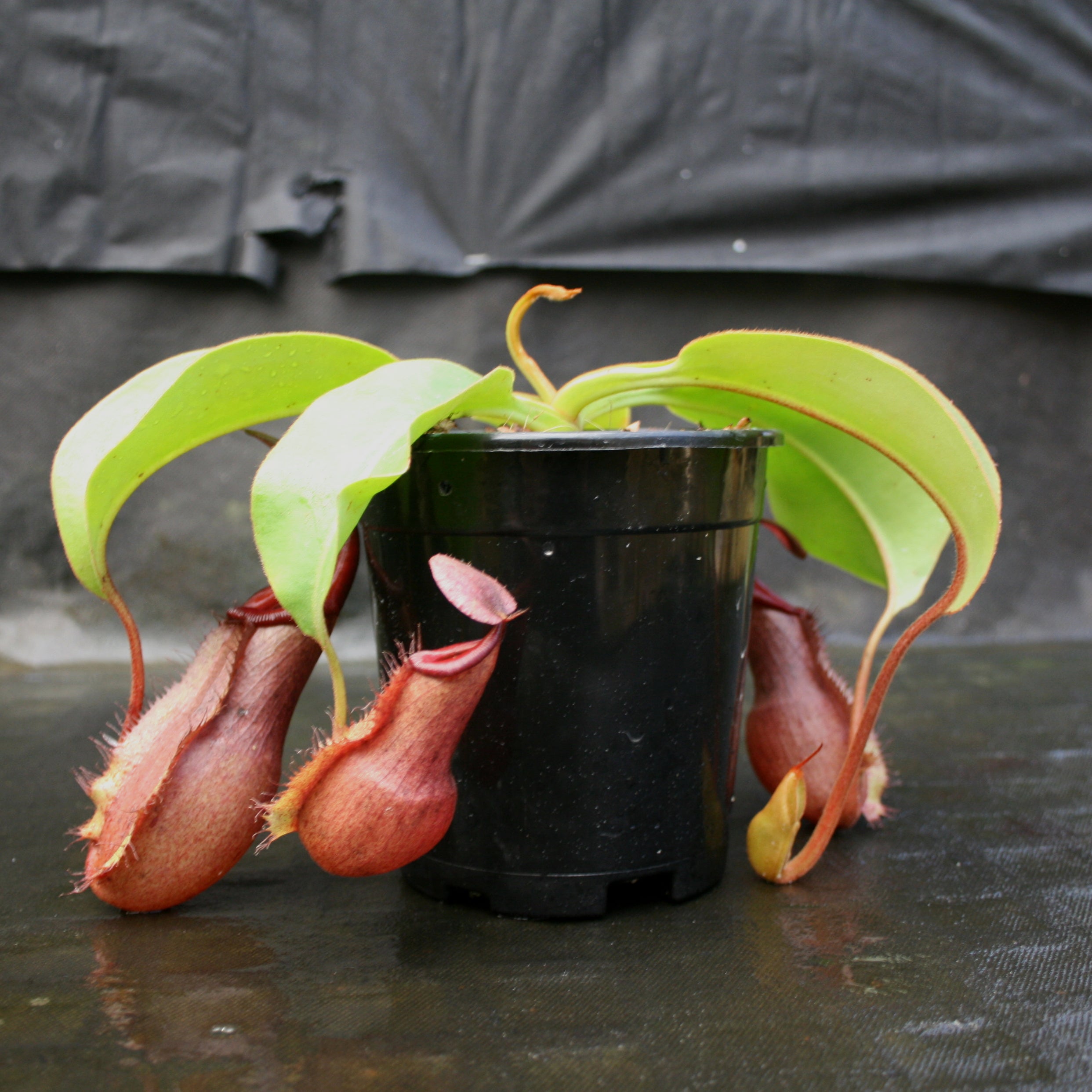 Nepenthes 'Splendid Diana' x (truncata x maxima) JG #2 CAR-0110