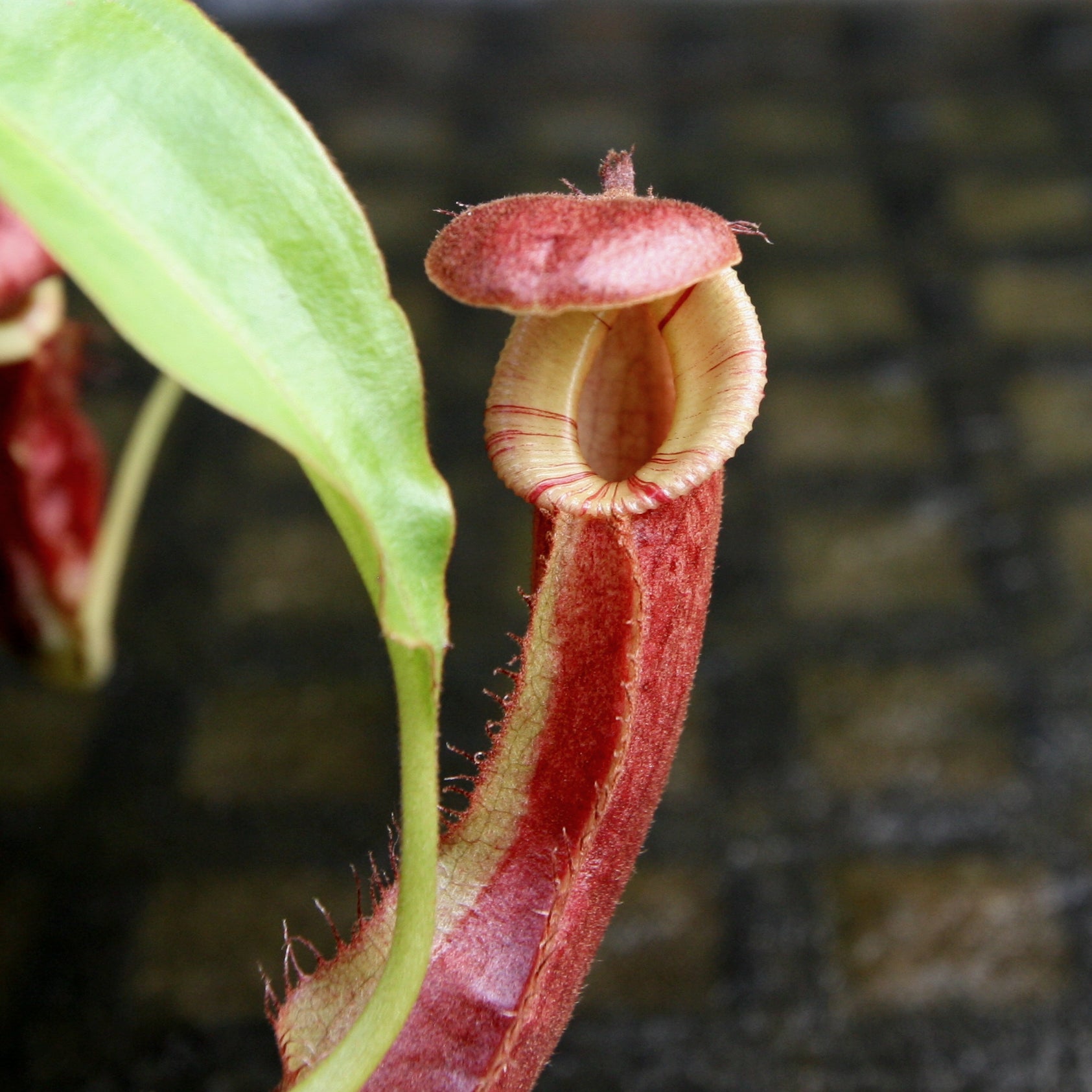 Nepenthes mirabilis var. echinostoma x {(Rokko x boschiana) x