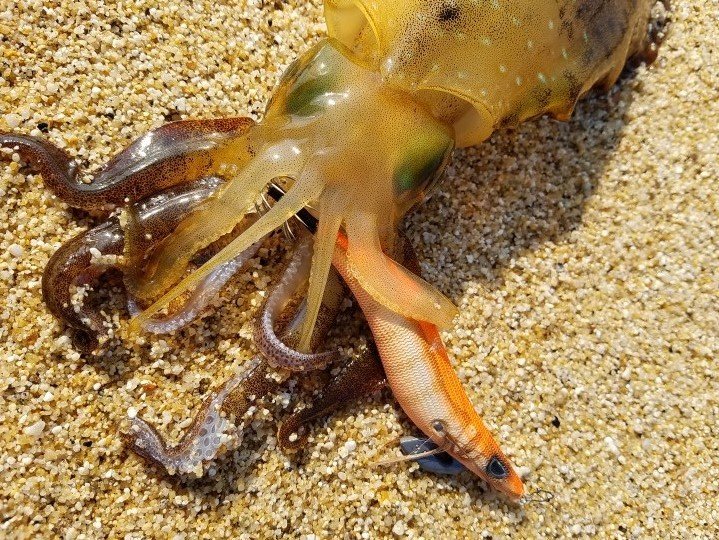 アオリイカの特徴・見分け方 ｜ 写真から探せる魚図鑑