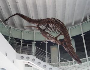 首長竜 化石 プレシオサウルス [PS28] 椎骨 クビナガリュウ 恐竜 最古の首長竜、ドイツで発見 “大量絶滅”生き延びた可能性 - ITmedia NEWS