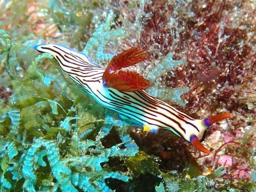 ほぼほぼ分からないボロカサゴ＠柏島｜ダイビングショップアリエス