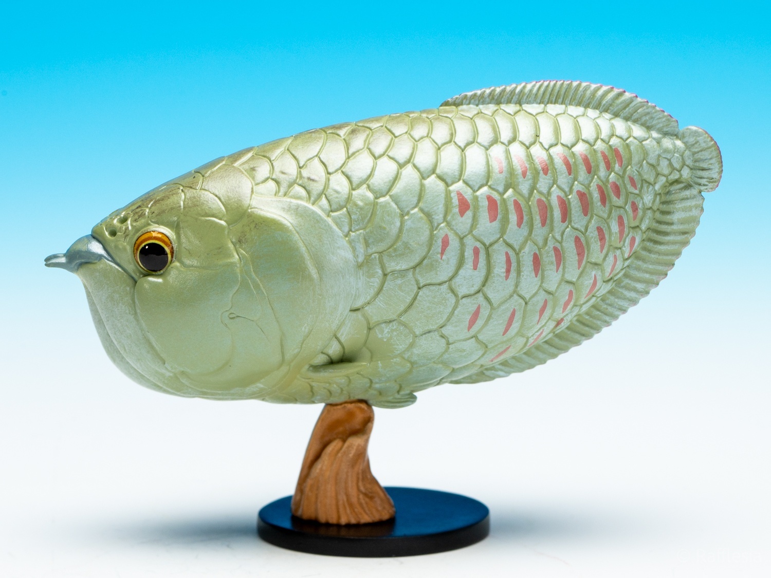 シルバーアロワナ - アジアアロワナ専門店ラフレシア