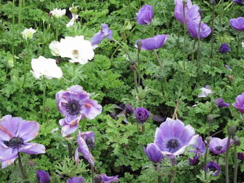 アネモネ (Anemone coronaria)