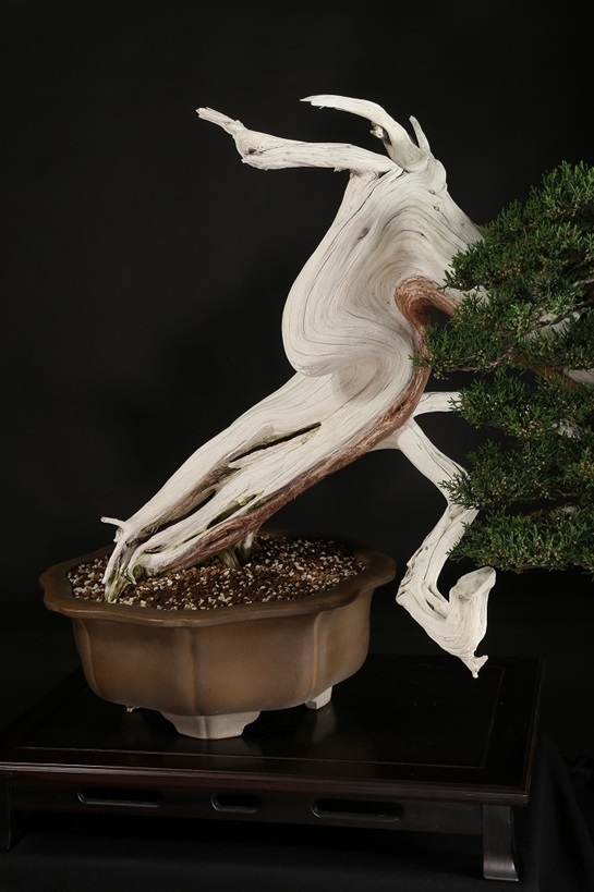 糸魚川真柏 約250年 | 雨竹亭オンラインショップ