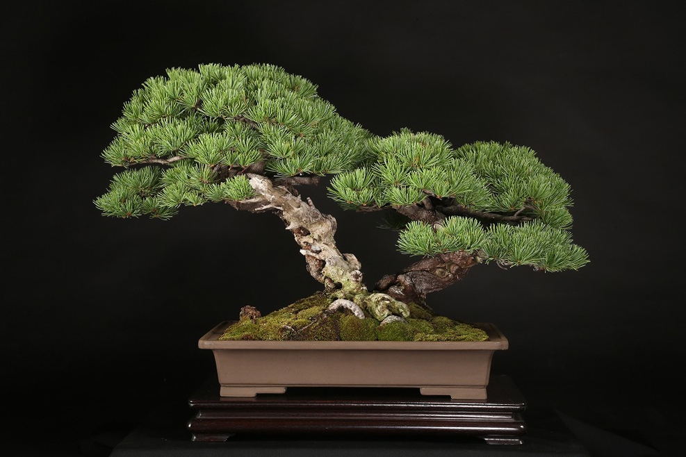 五葉松（那須娘）約60年 | 雨竹亭オンラインショップ