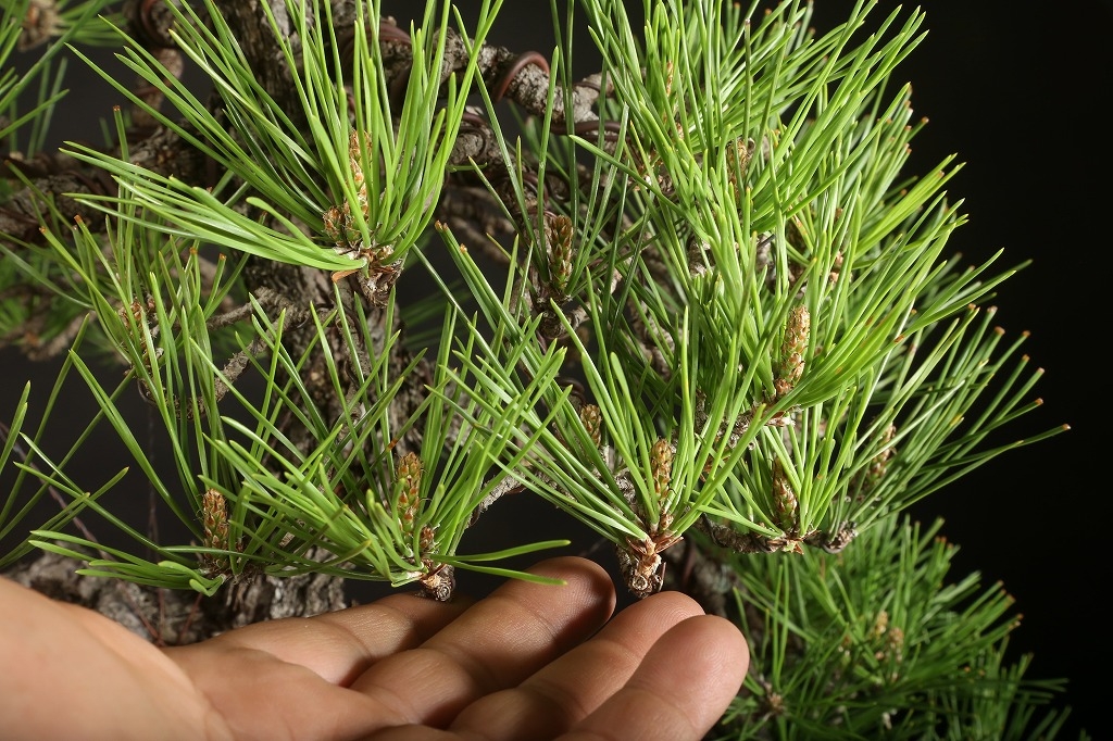 黒松 約80年 | 雨竹亭オンラインショップ