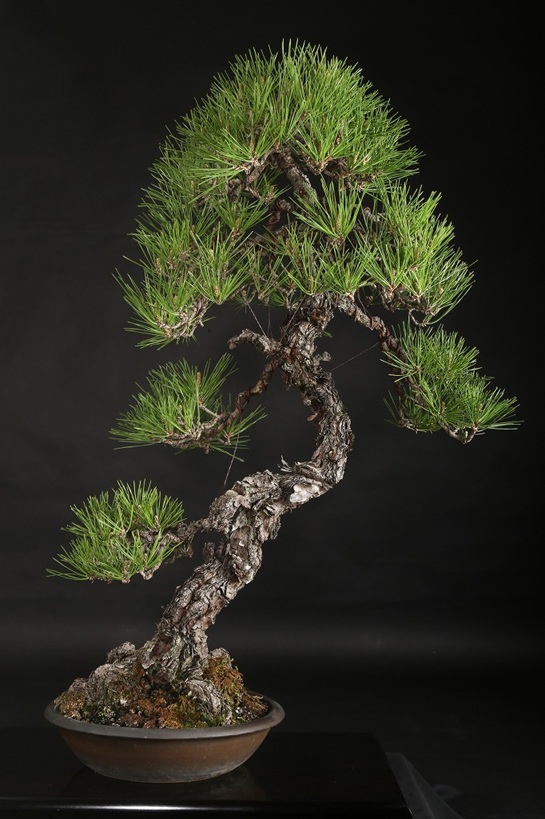 黒松 約80年 | 雨竹亭オンラインショップ