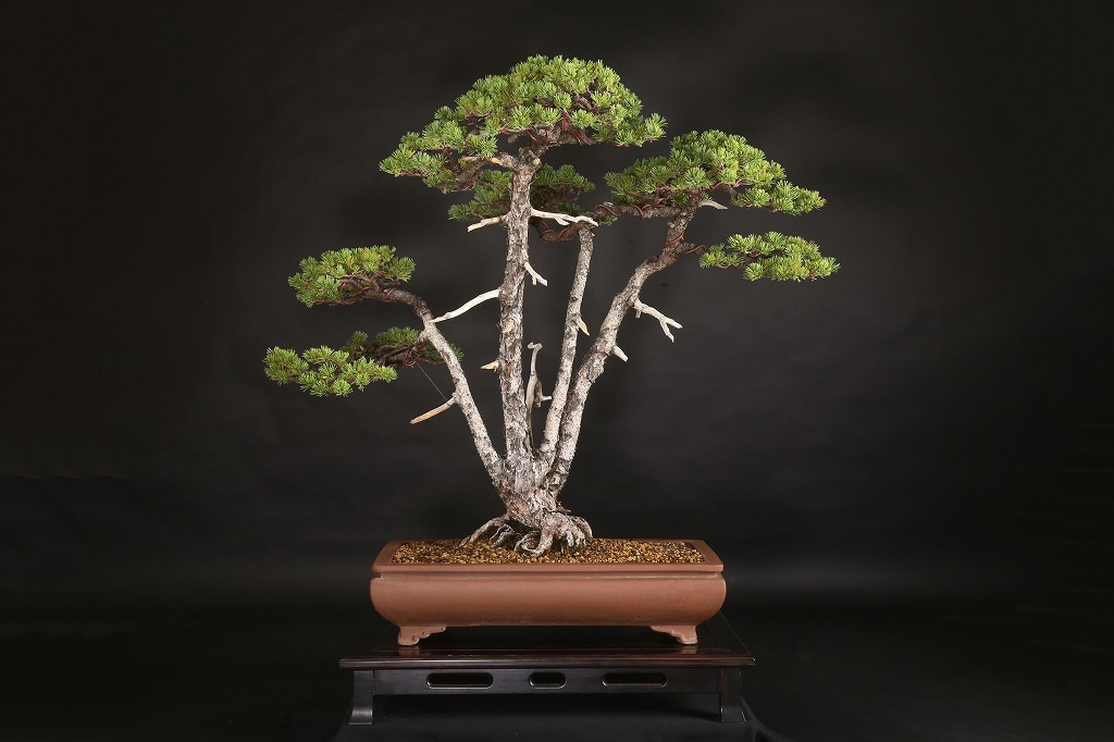 五葉松（那須娘）約80年 | 雨竹亭オンラインショップ