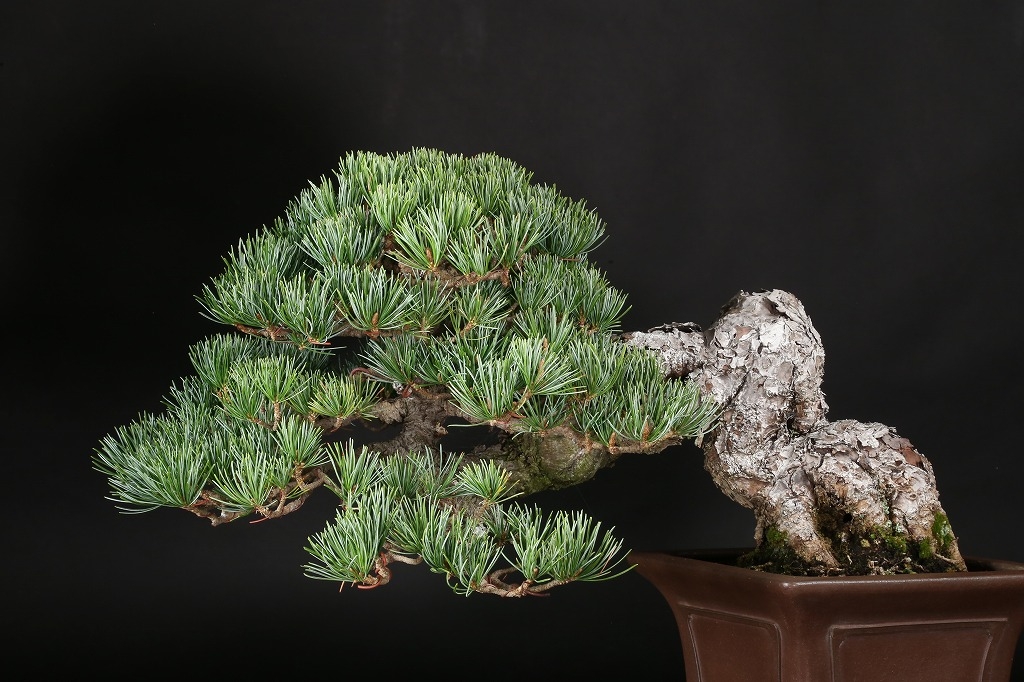 五葉松 約80年 | 雨竹亭オンラインショップ