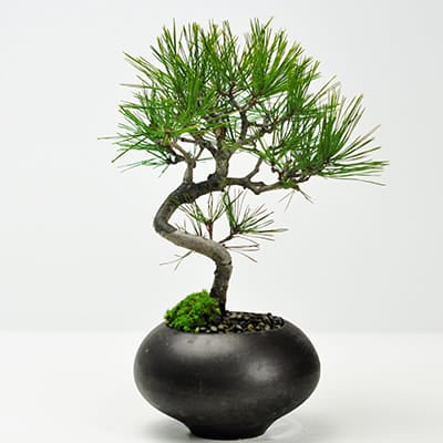 和の庭 五葉松を販売｜入門は盆栽妙 – 盆栽妙 本店