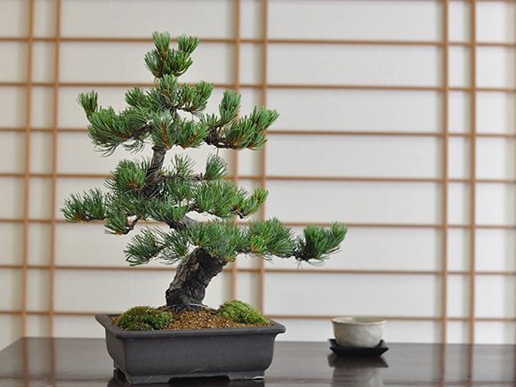 リース盆栽 高松盆栽 五葉松 「威風堂々」を販売 ｜盆栽妙 – 盆栽妙 本店